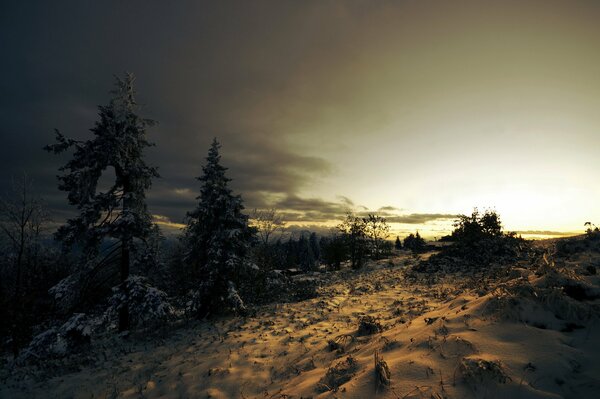 Conifere innevate al tramonto