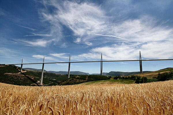 Campo di grano sullo sfondo del ponte