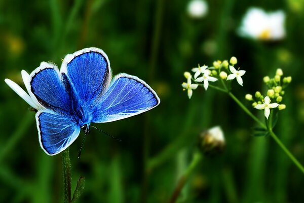 Mariposa azul en la rama de la flor