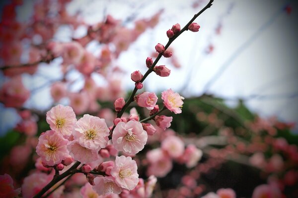 Ramo di un albero di albicocca con fiori con petali rosa