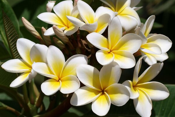 Fiore di plumeria bianco e giallo