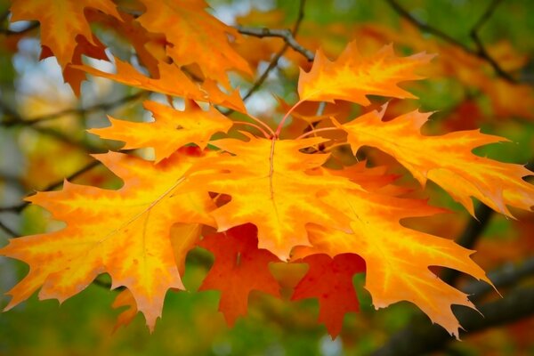 Hojas de otoño en medio de la naturaleza