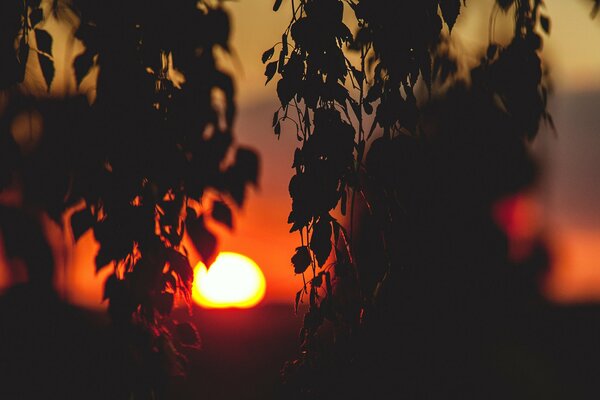 Siluetas de follaje en el fondo de una puesta de sol roja