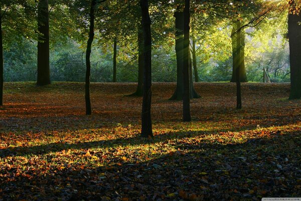 Bosque de otoño en el sol