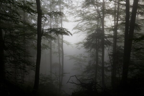 Silhouettes of trees in a foggy forest