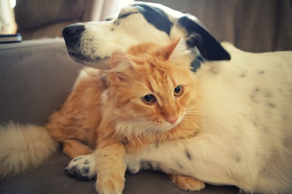 El gato rojo y el perro blanco se abrazan