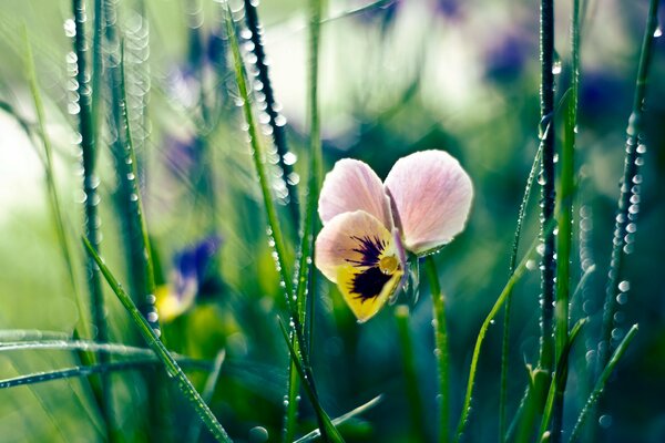 Flor de pensamiento en la hierba en el rocío