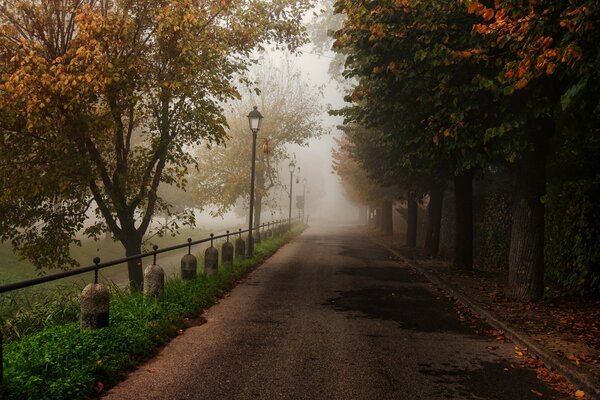 Callejón de otoño en el parque que se va en la niebla