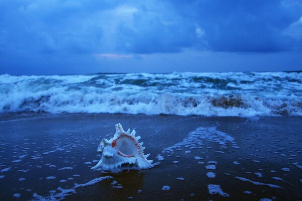 A shell on the background of an impending wave