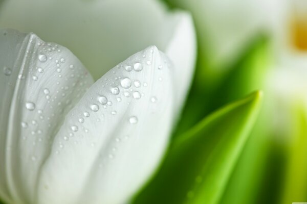 Wassertropfen auf den weißen Blütenblättern der Blume
