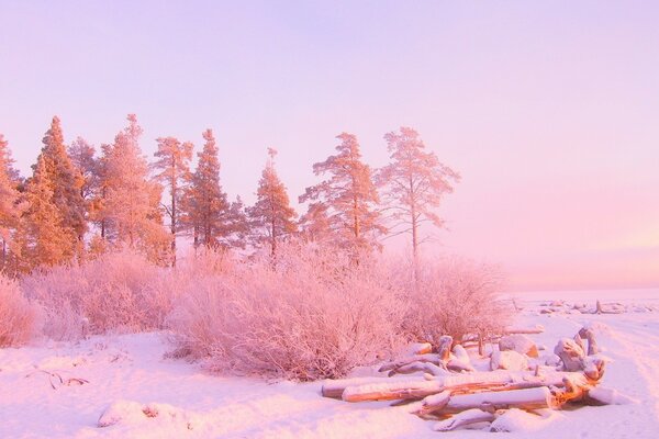 Pink sunrise in the winter forest