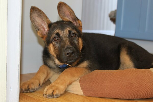 German Shepherd with big ears