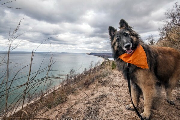 The friendly look of a dog on the riverbank