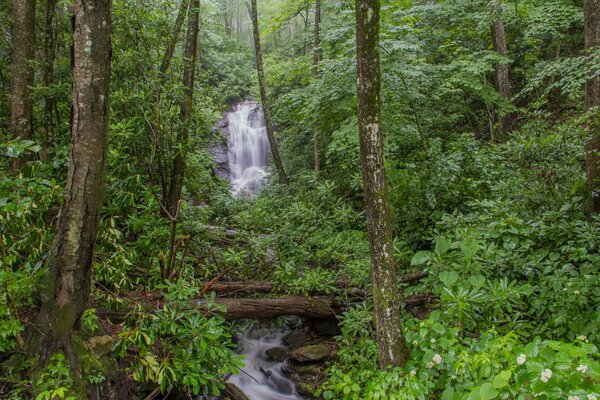 Schöner Wasserfall in einem unpassierbaren Wald