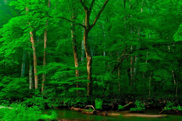 Ein ruhiger Fluss inmitten grüner Bäume