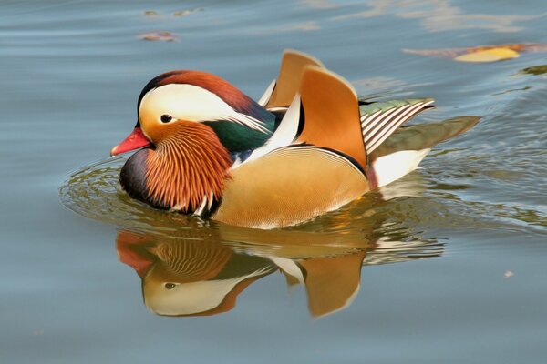 Eine helle orangefarbene Mandarinenente schwimmt im Teich