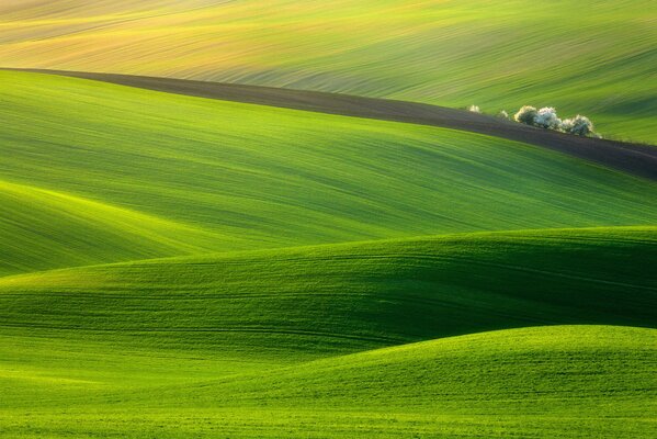 The emerald splendor of the green meadow