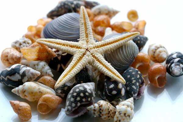 Estrellas de mar y conchas marinas