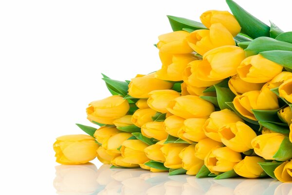 Bouquet de tulipes jaunes sur fond blanc