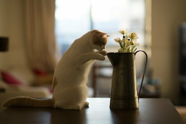 Gato en la mesa con un jarrón