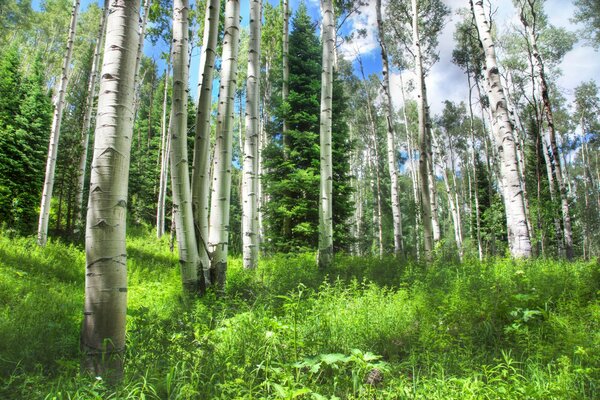 Bosque natural cerca del pueblo