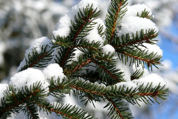 Schneebedeckte Tannenzweige vor dem Hintergrund des blauen Himmels