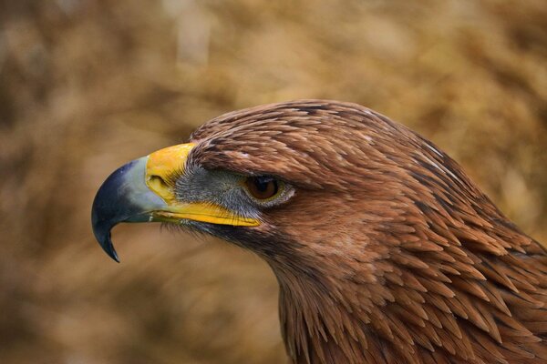 L aquila dal becco giallo guarda a sinistra