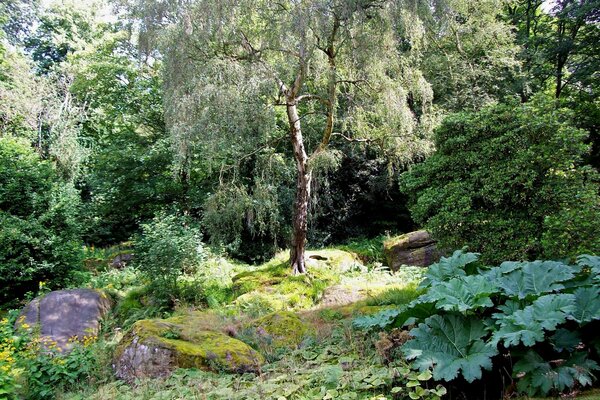 Paesaggio forestale estivo e tranquillità