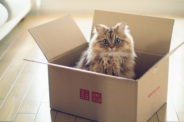 Chat aux yeux bleus dans une boîte en carton