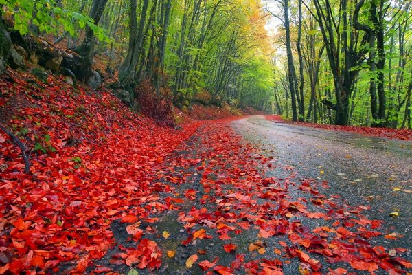 Camino cubierto de hojas rojas