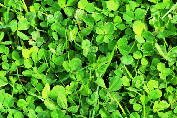 A miracle of nature: clover leaves shining in the sun