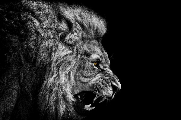 A lion on a black background with yellow eyes