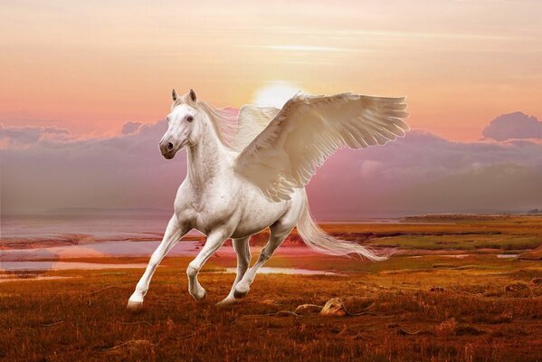 Beautiful pegasi running