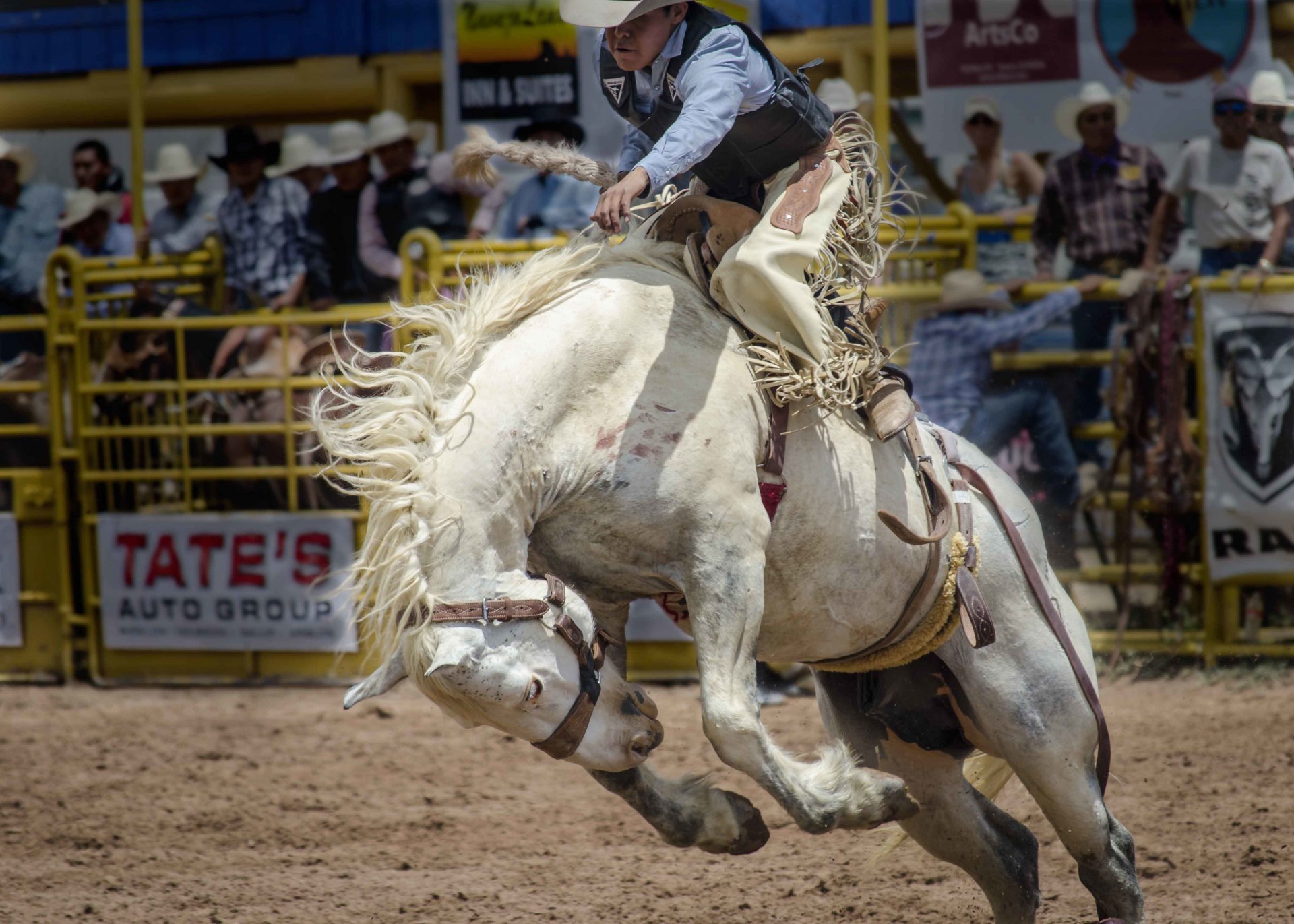 rodeo rider horse horse sport