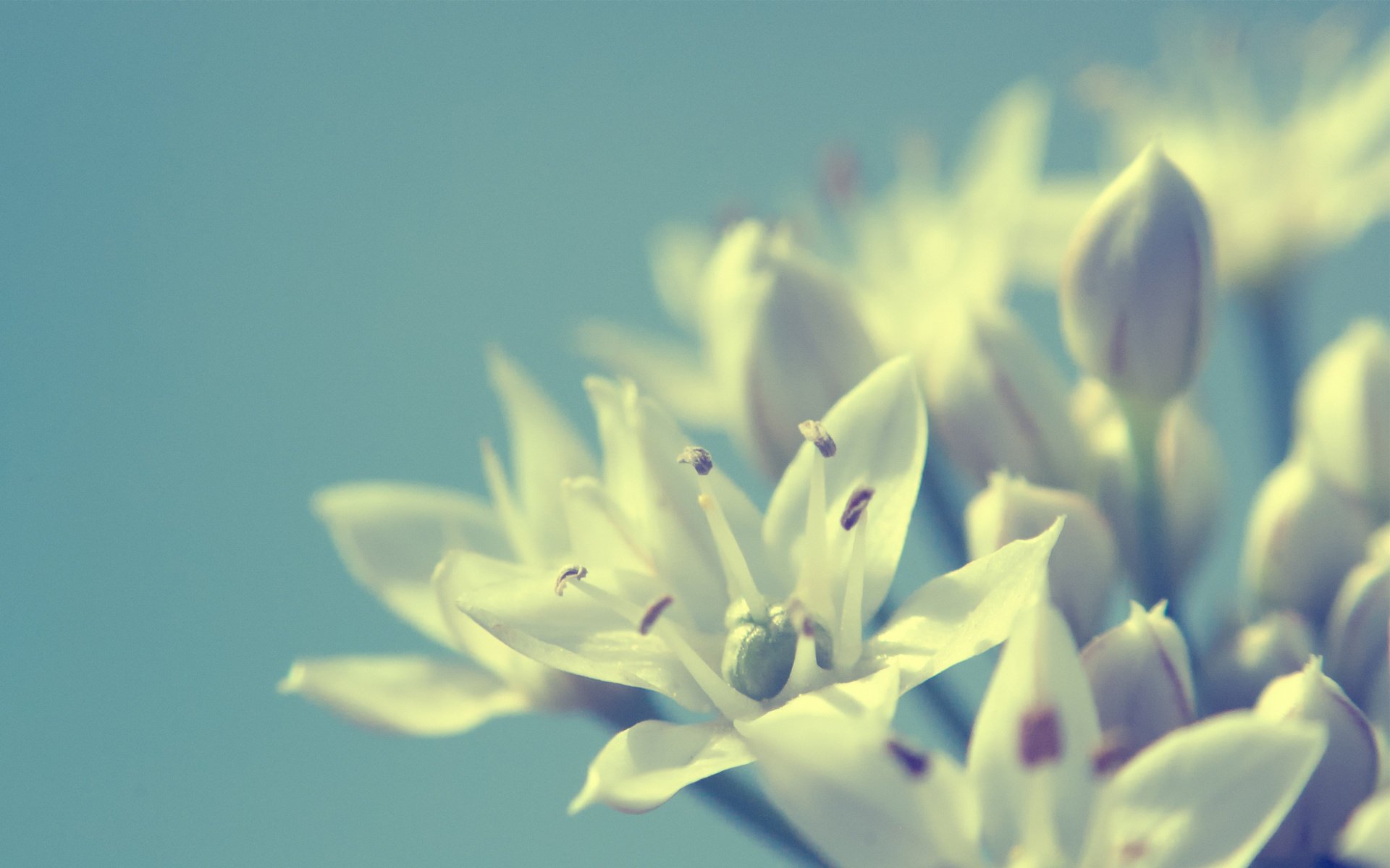 macro background white flower