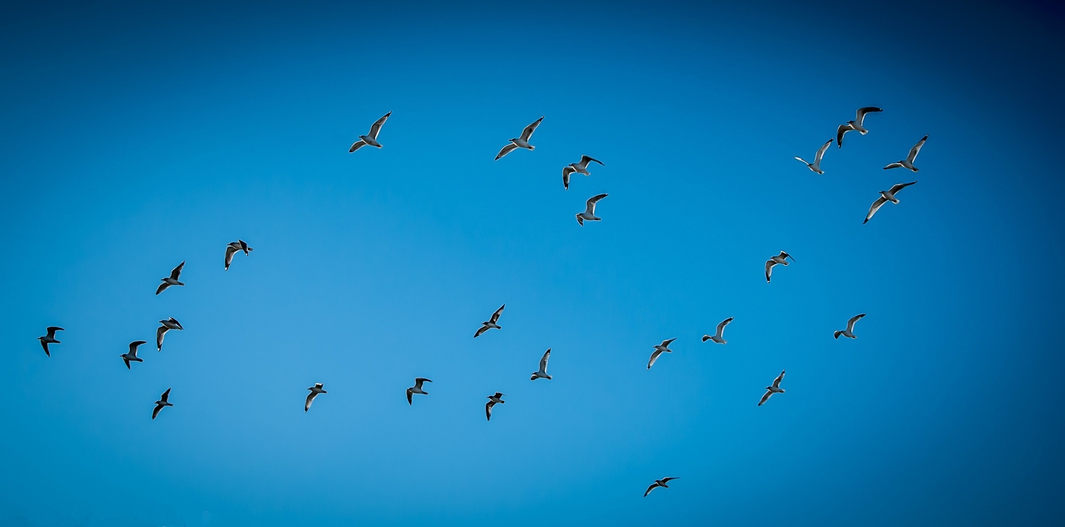 cielo aves gaviotas naturaleza