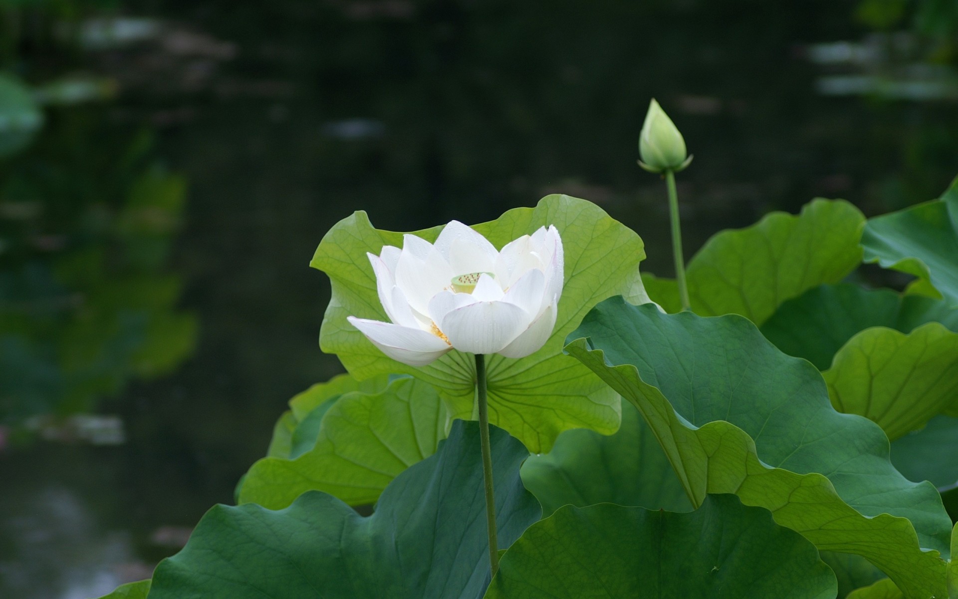 feuille étang nénuphar blanc lys