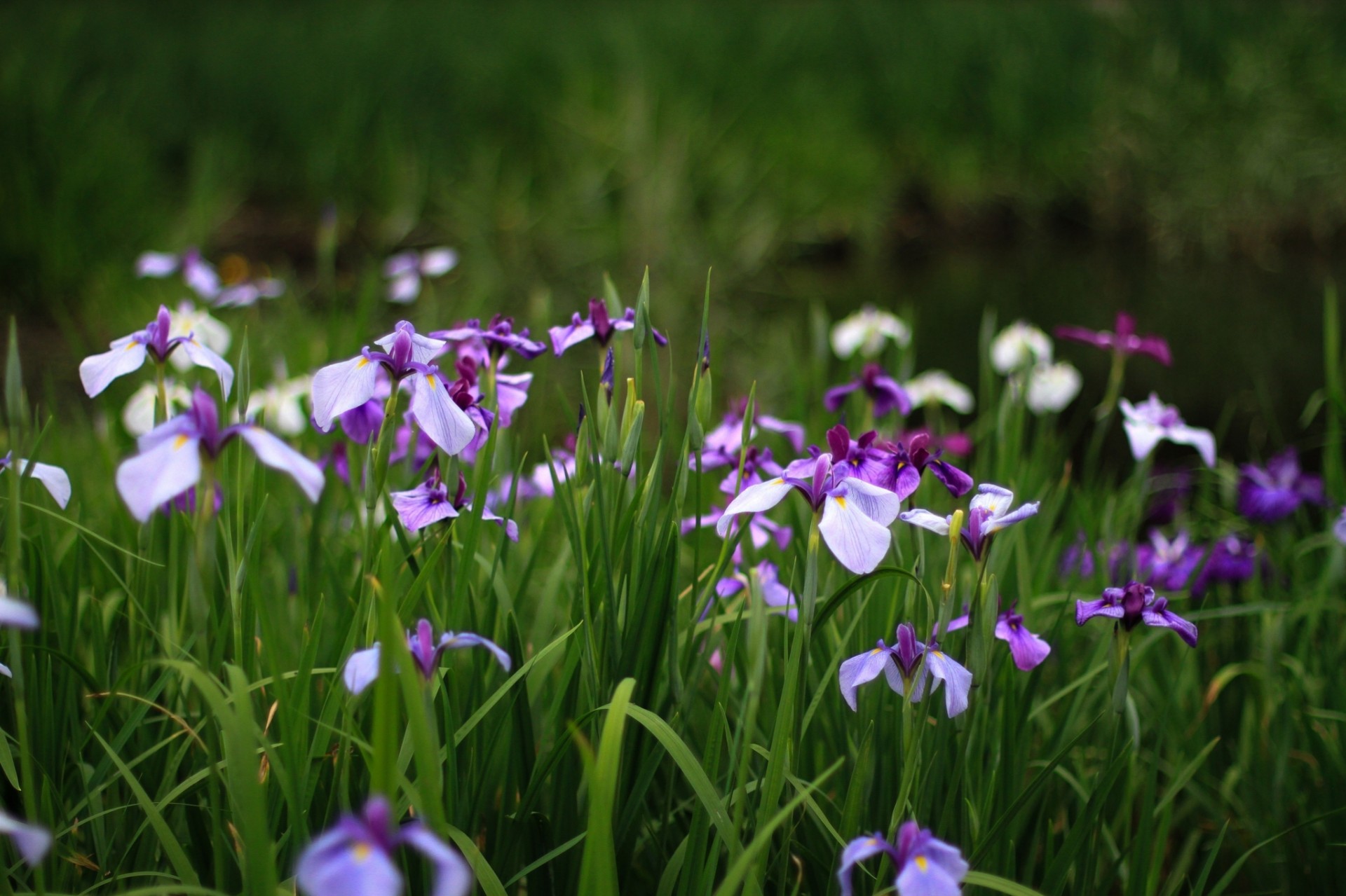 lilas iris verdure violet herbe été fleurs pétales gens