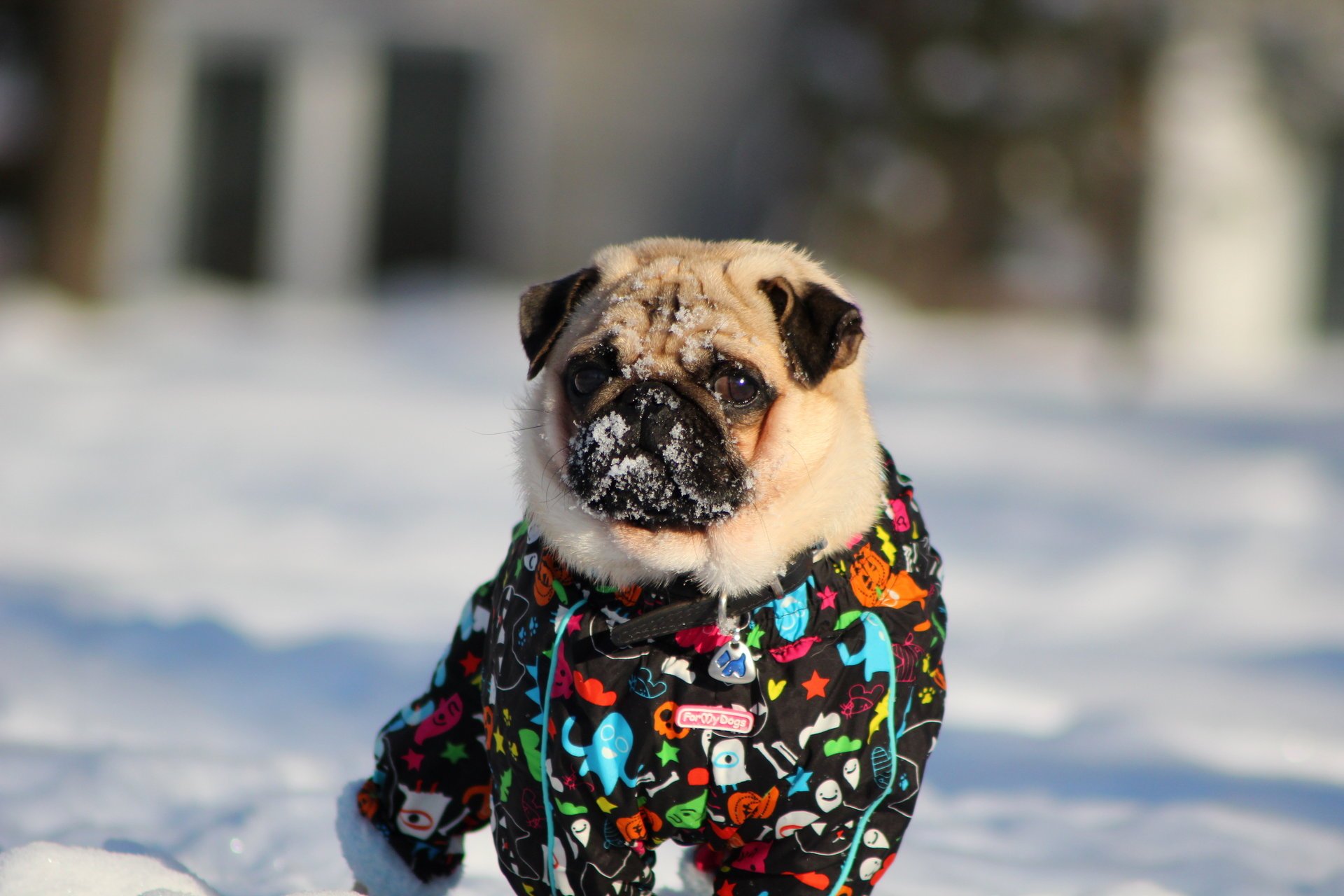 pug hiver neige pug