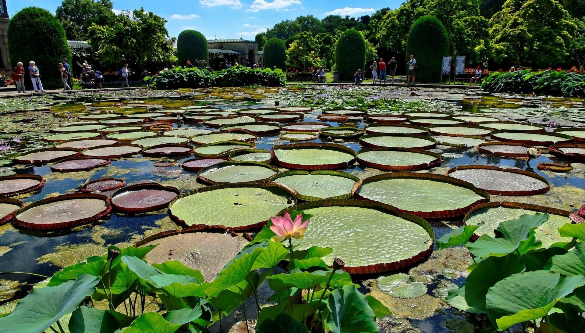 árboles nenúfares flores estanque parque