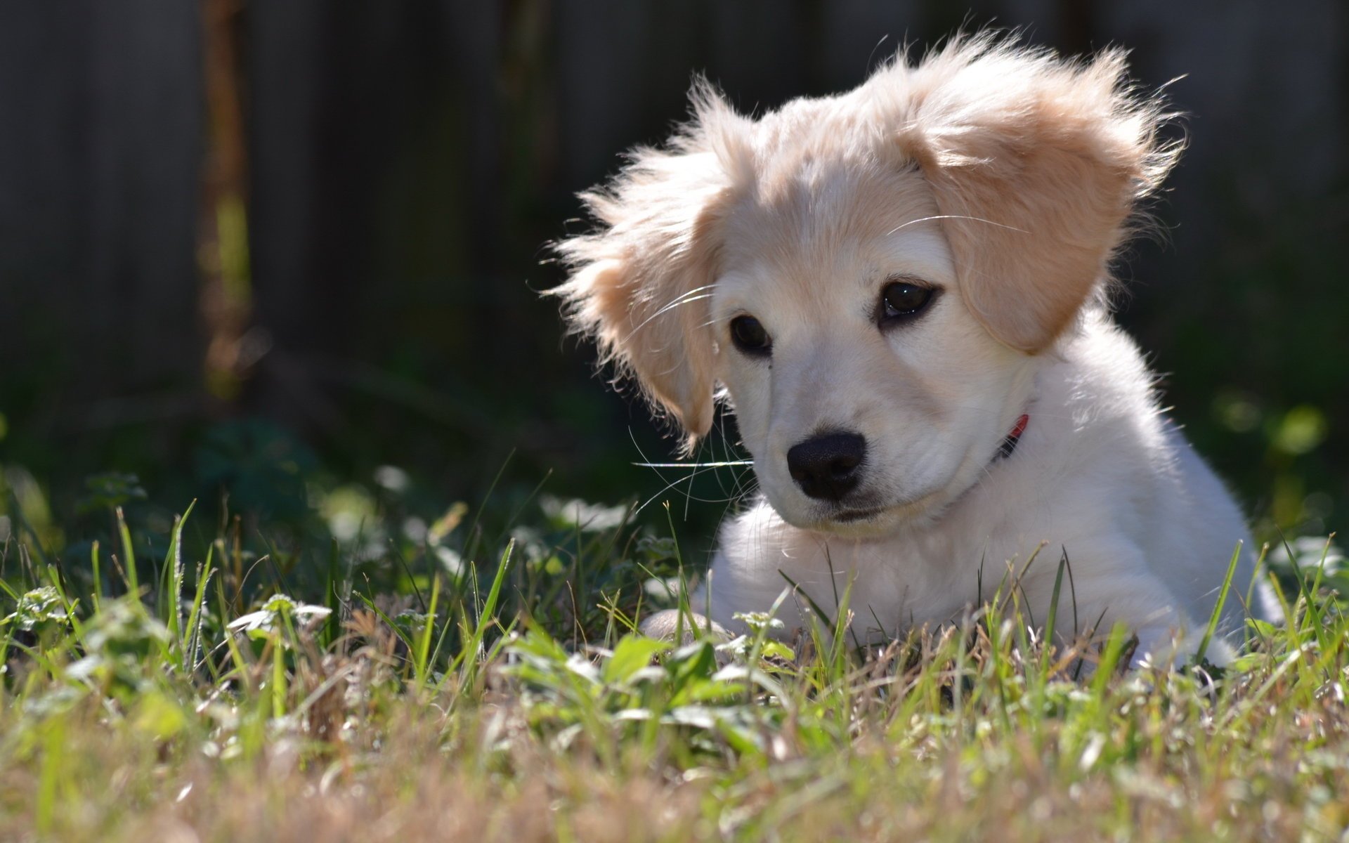 perro cachorro naturaleza