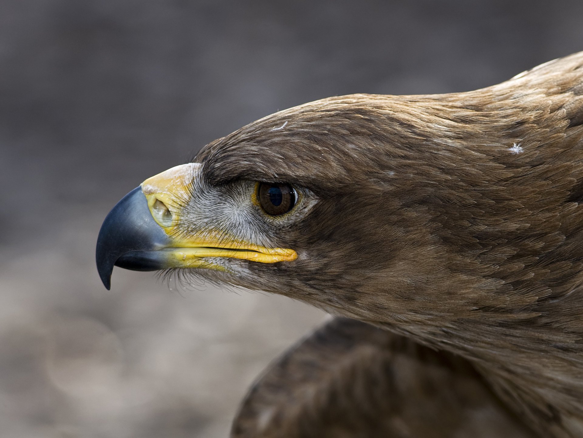 bird orlan macro profile head eagle feathers beak