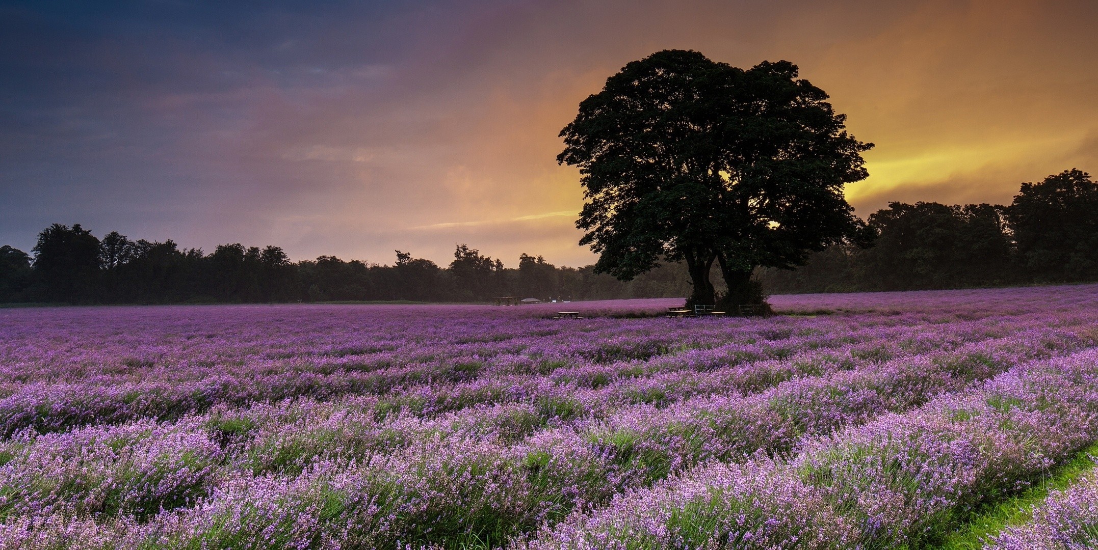 the field lilac tree