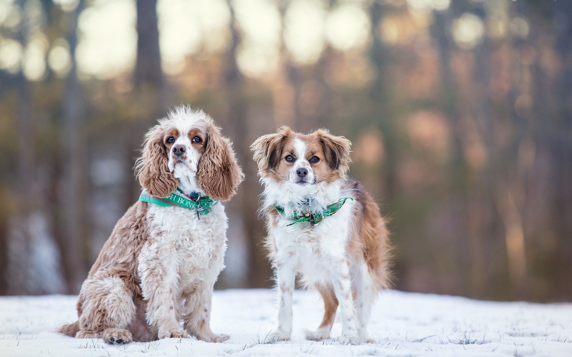 chiens hiver neige