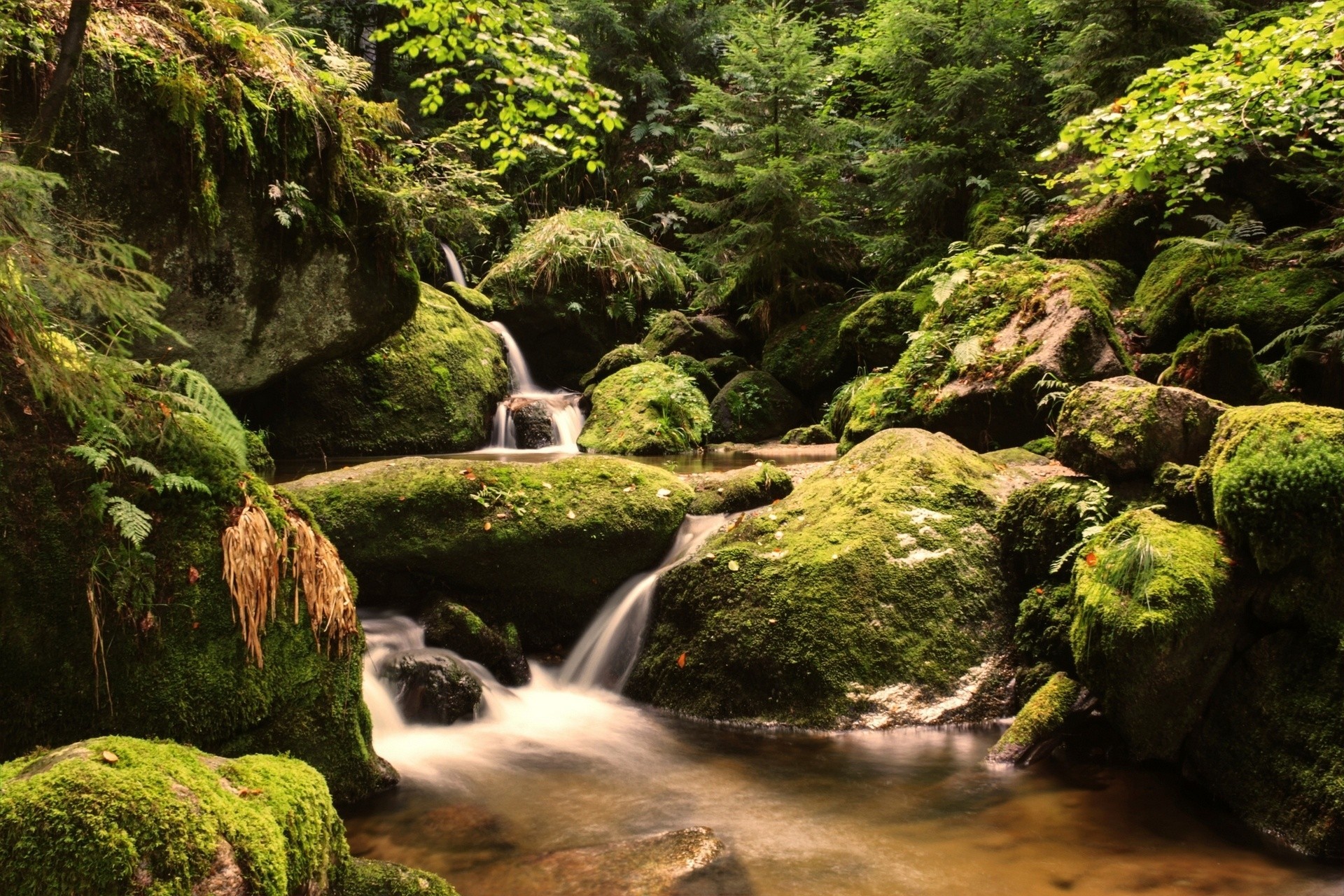 pierres mousse forêt noire forêt ruisseau allemagne réparation cascade