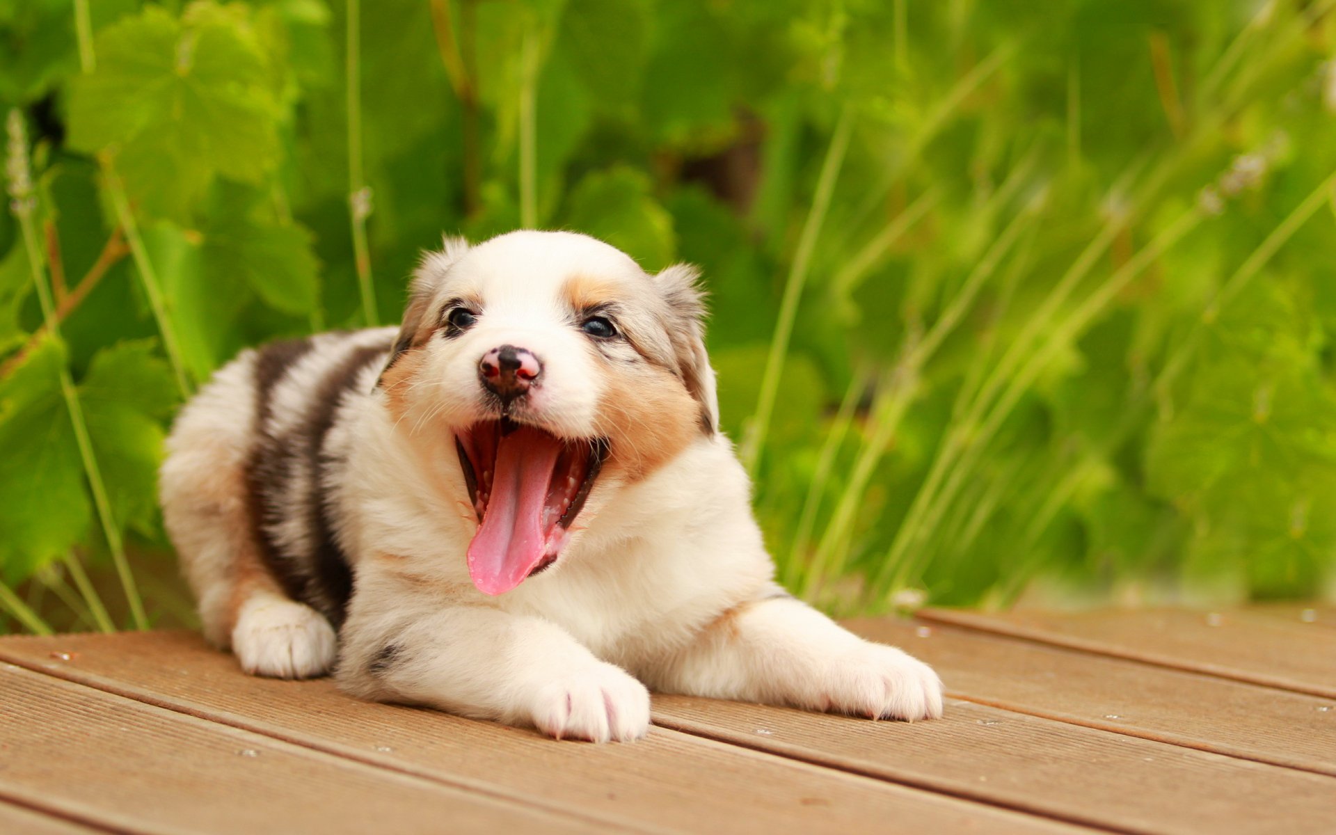 cane cucciolo bocca