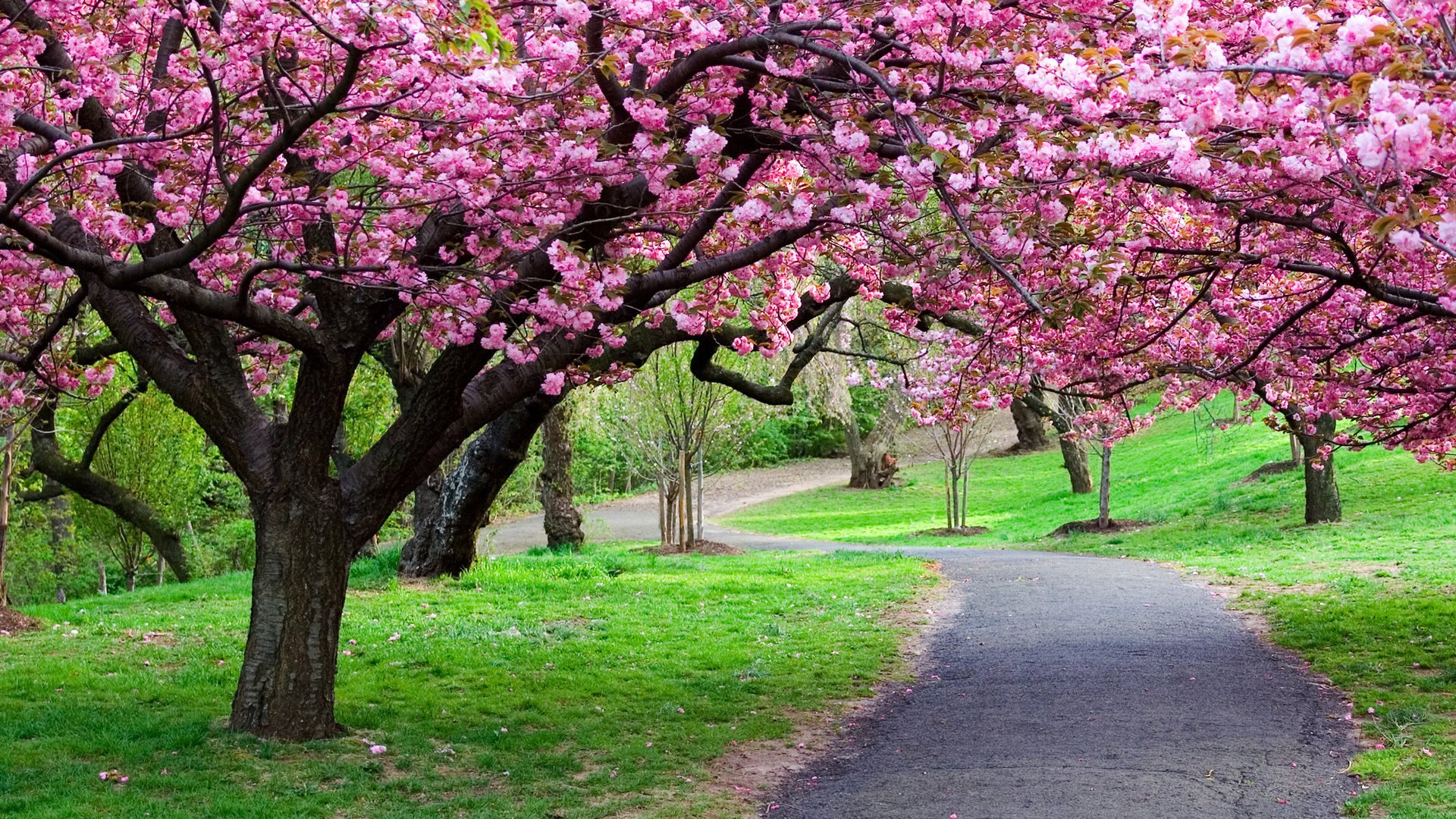 naturaleza primavera hermoso