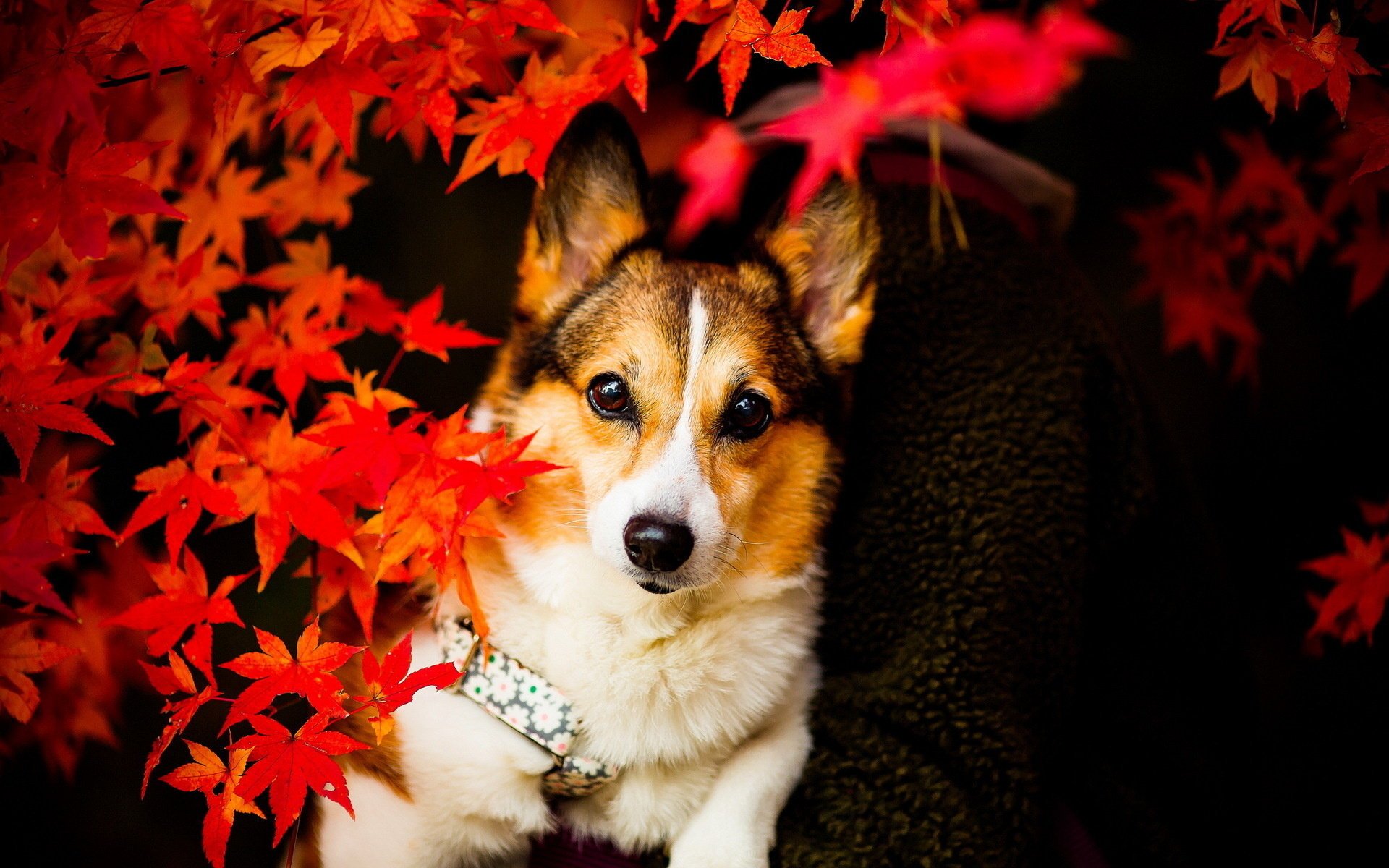 cane sguardo foglie