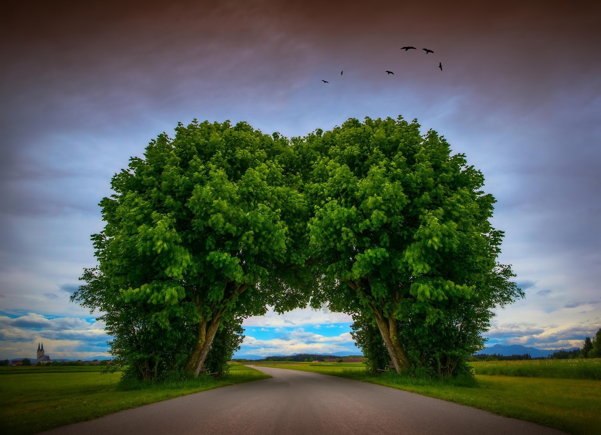 arco alberi paesaggio strada uccelli