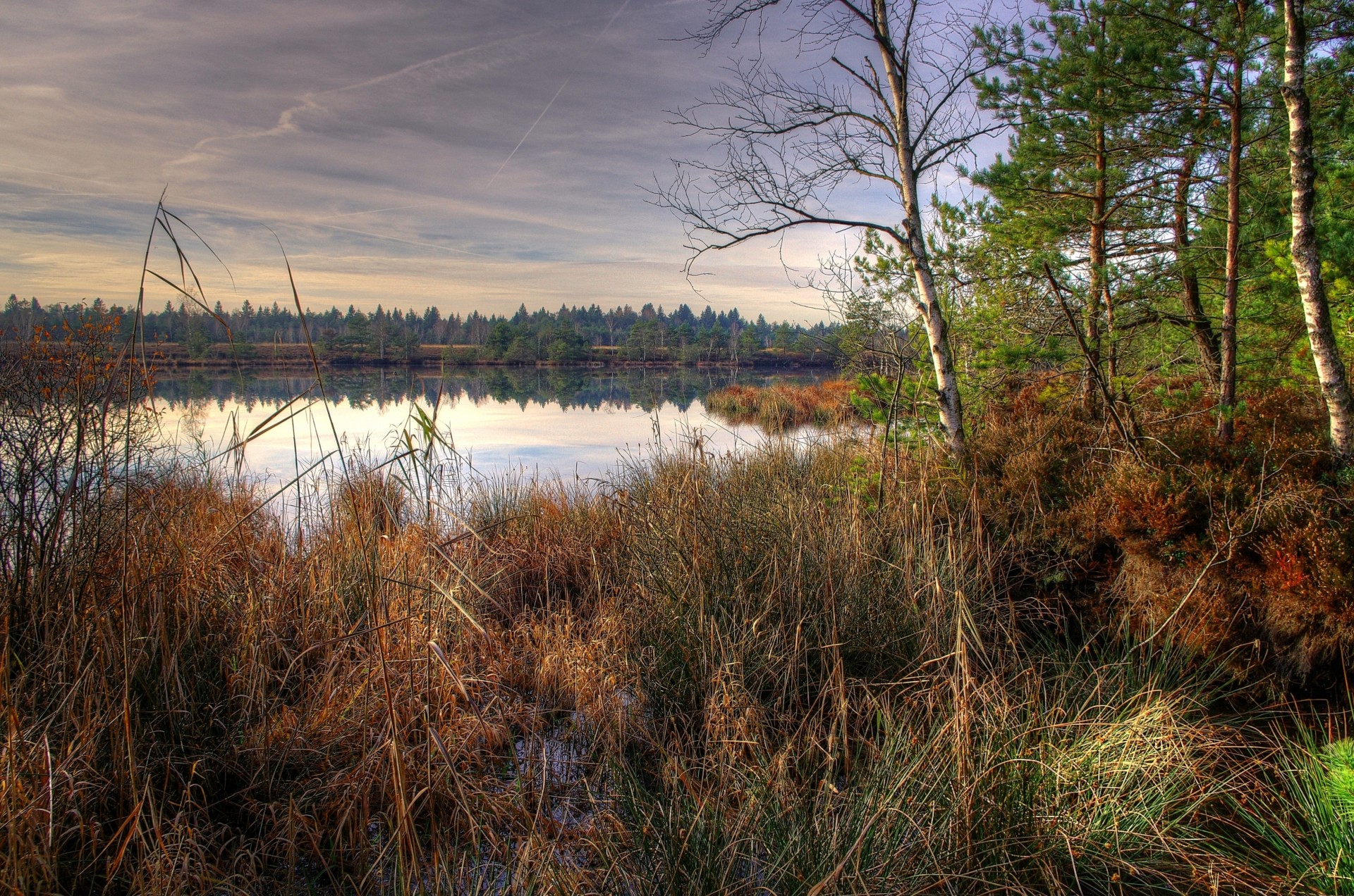 lake tree grass landscape nature